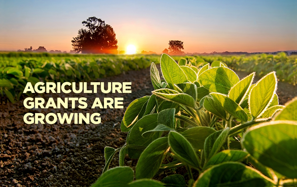 Funding Your Farm: Agriculture Grants & Support in Malaysia